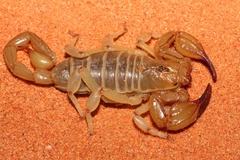 Urodacus macrurus