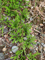 Diphasiastrum sitchense