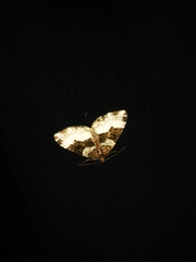 Epirrhoini
