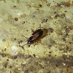 Stenolophus ochropezus