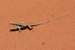 Ctenophorus isolepis