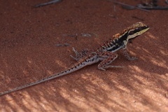 Ctenophorus isolepis