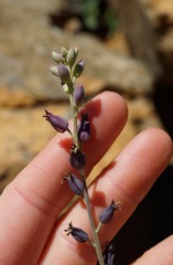 Streptanthus barbatus