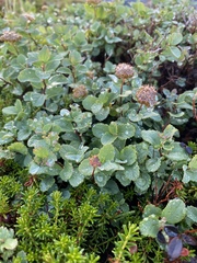 Spiraea beauverdiana