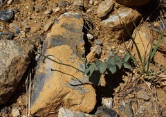 Streptanthus barbatus