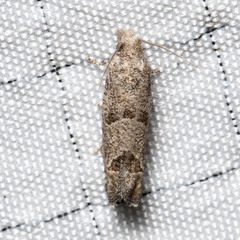 Pelochrista costastriata