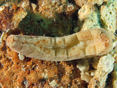 Cryptoplax elioti