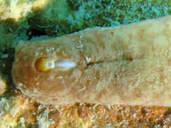 Cryptoplax elioti