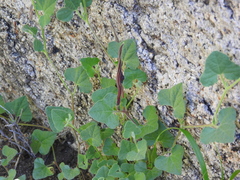 Aristolochia wrightii