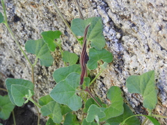 Aristolochia wrightii
