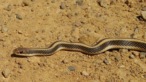 Western Patch-nosed Snake