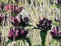Gentiana pannonica