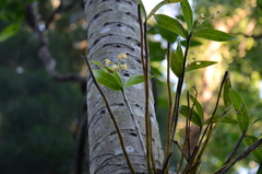 Dendrobium gracilicaule