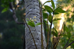 Dendrobium gracilicaule