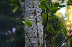 Dendrobium gracilicaule
