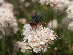 Compsomyiops callipes