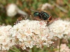 Compsomyiops callipes