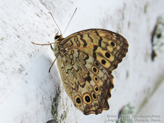 Neope goschkevitschii