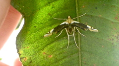 Argyractoides albibasalis