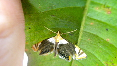 Argyractoides albibasalis