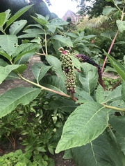 Phytolacca polyandra