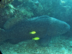 Epinephelus lanceolatus
