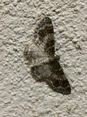 Hydrelia inornata