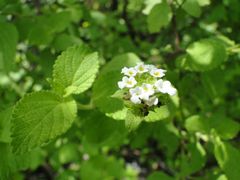 Lantana peduncularis