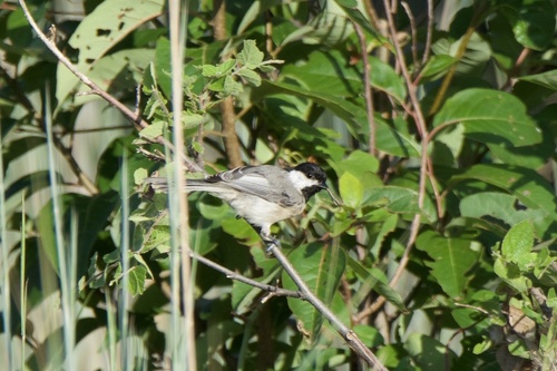 Carolina Chickadee photographed in Oklahoma