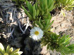 Darwiniothamnus lancifolius