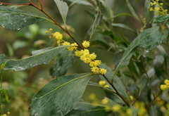 Acacia obliquinervia