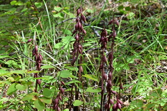 Corallorhiza maculata