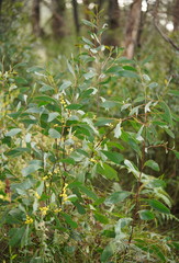 Acacia obliquinervia