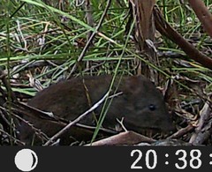 Potorous tridactylus