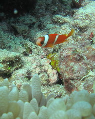 Amphiprion barberi