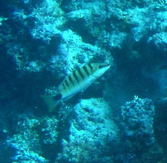 Lutjanus semicinctus