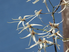 Dendrobium teretifolium
