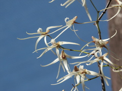 Dendrobium teretifolium