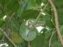 Furcifer balteatus