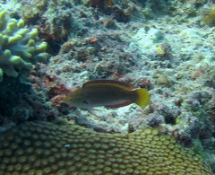 Cirrhilabrus punctatus