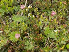 Mutellina purpurea