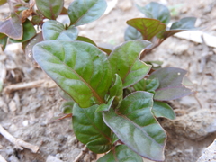 Trianthema portulacastrum