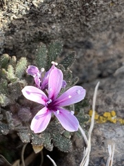 Collomia larsenii