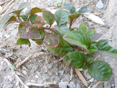 Trianthema portulacastrum