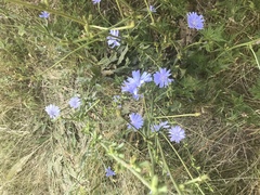 Cichorium intybus