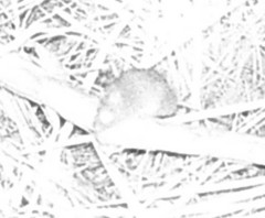 Antechinus agilis