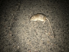 Chaetodipus