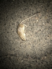 Chaetodipus