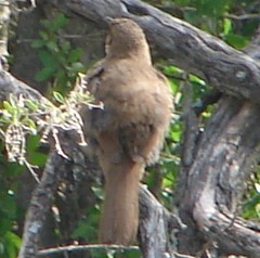 Tarphonomus certhioides