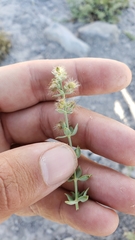 Galium grayanum